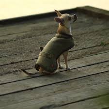 Résultat de recherche d'images pour "Country tweed"