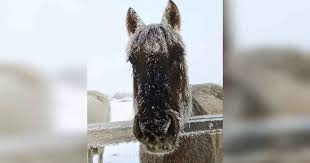 ¡Impactante! Maquinchao Congelada: Postales Extremas del Invierno Argentino - Imagen principal del artículo