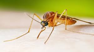 https://www.wcvb.com/article/eight-8-human-cases-of-west-nile-virus-confirmed-in-massachusetts/68081068