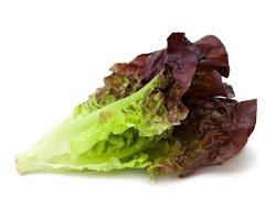 Image of Red Leaf Lettuce