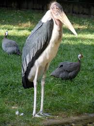 Risultati immagini per marabu