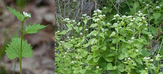 Image result for garlic mustard