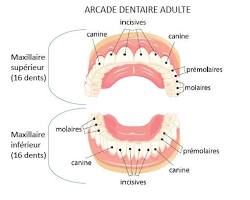 Image de Dent