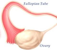 Image result for oviduct