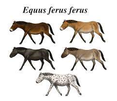 Image result for HORSE