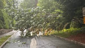 Wet roads, tree damage impact morning commute in Atlanta