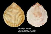 Image result for Acrosterigma rosemariensis