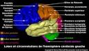 Utilisation du cerveau