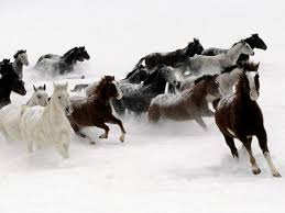 Résultat de recherche d'images pour "images de chevaux en liberté"