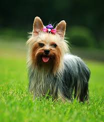 Resultado de imagen para imagenes del Yorkshire terrier