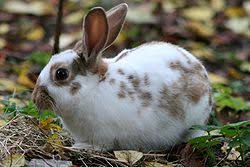 Image result for RABBIT