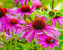 Echinacea flowers, створено за допомогою ШІ