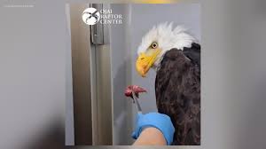 Jackie the bald eagle still ‘very sick,’ has ‘long recovery road ahead,’ wildlife experts say