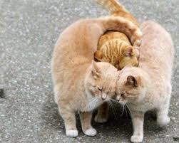Image result for internet hugs