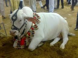 Image result for bakra eid funny images
