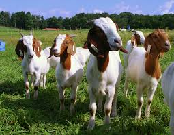 Image result for GOAT