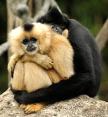 Image result for gibbon