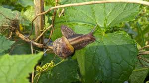Sick Of Fighting Snails In The Garden? Grow These Summer-Blooming Herbs They Won't Touch