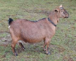 Image result for GOAT