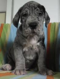 Afbeeldingsresultaat voor deense dog  puppy