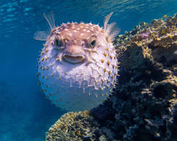 Peixe-Balão