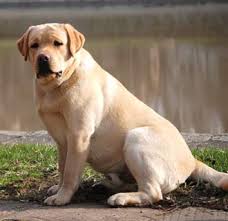 Imagini pentru rase de caini labrador