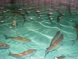 Image result for FISH FARMING IMAGES