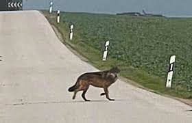 Aufregung im östlichen Landkreis Eichstätt: Haben die Wölfe ihre Menschenscheu verloren?