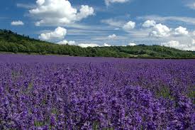 images?q=tbn:ANd9GcSrjwnImSgZZJhDfDsl_ZtZyZoQMuhXbiXyuNgiX68uvth_p7sd