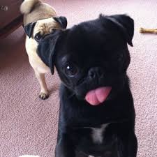 Image result for pugs