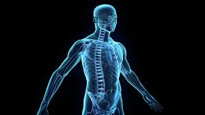 Resultado de imagen para cuerpo humano