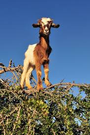 Image result for goat tree