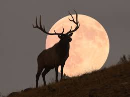 The Full ‘Buck Moon’ Is Approaching—Here’s What It Means for Every Star Sign