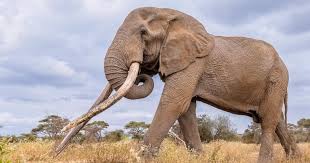 Conservationists in Kenya pay tribute to beloved 'super ...