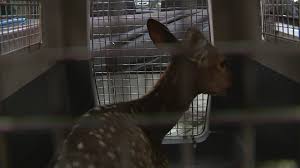 Cervo ferido é resgatado pela patrulha ambiental em rua de Porto Alegre