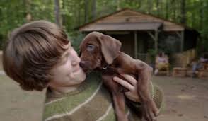 "Scooby-Doo": live-action mostra cãozinho real como personagem; VEJA