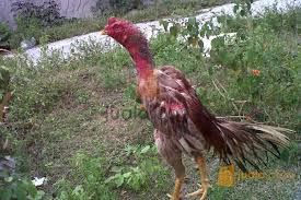 Hasil gambar untuk ayam bangkok