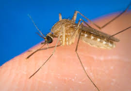 Image result wey dey for pictures of mosquito
