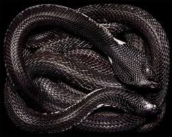 Image result for black cobra with sweet girl