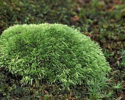 Image of Nonvascular plants in bryophytes