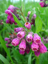 A Modern Herbal Comfrey - m