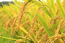 Image result for RICE