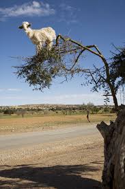 Image result for goat tree
