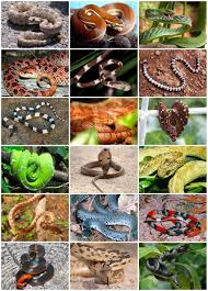 Image result for snakes