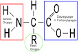 Aminosaure protein