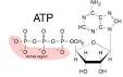 Bilder zu atp adenosintriphosphat