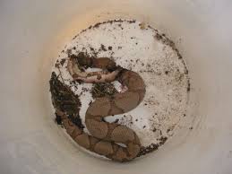 Résultat de recherche d'images pour "copperhead bites"