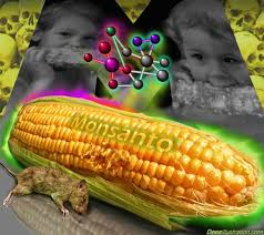Image result for lifetime studies gmo