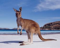 Image of Kangaroos Australia