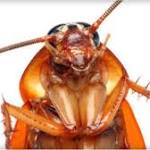  Who's up for a glass of cockroach milk?